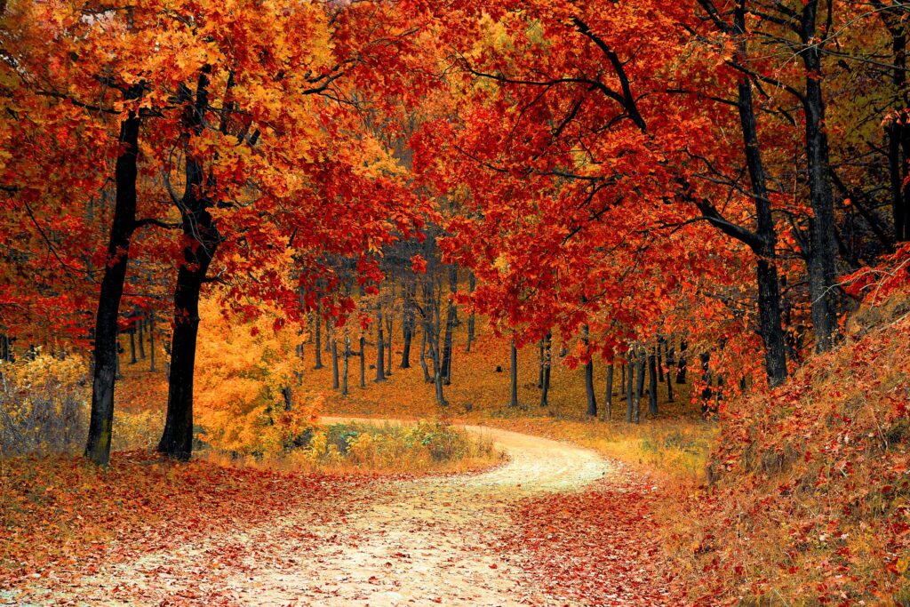 Scenic autumn pathway surrounded by vibrant red and orange foliage in Michigan, highlighting the beauty of nature. Ideal for showcasing Michigan web design themes related to seasonal landscapes.