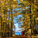 Scenic view of a forest path lined with vibrant autumn trees leading to a tranquil lake, perfect for a Michigan web design backdrop showcasing nature's beauty.