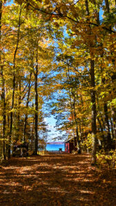 Scenic view of a forest path lined with vibrant autumn trees leading to a tranquil lake, perfect for a Michigan web design backdrop showcasing nature's beauty.